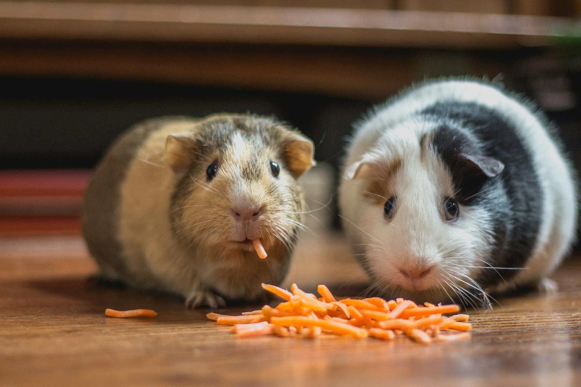 Zwei Hamster fressen Karotten und blicken in die Kamera