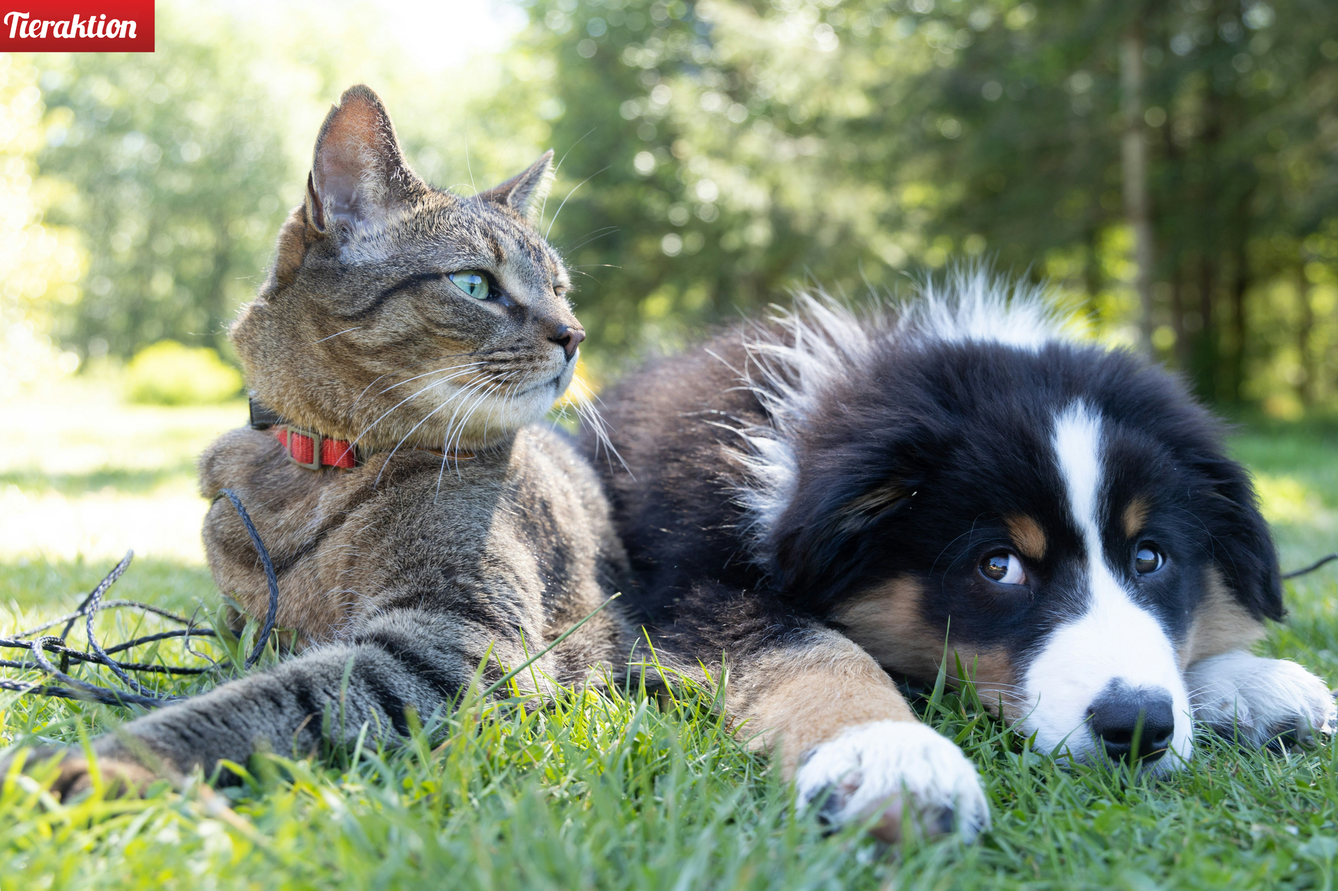 Eine Katze und ein Hund liegen im Gras