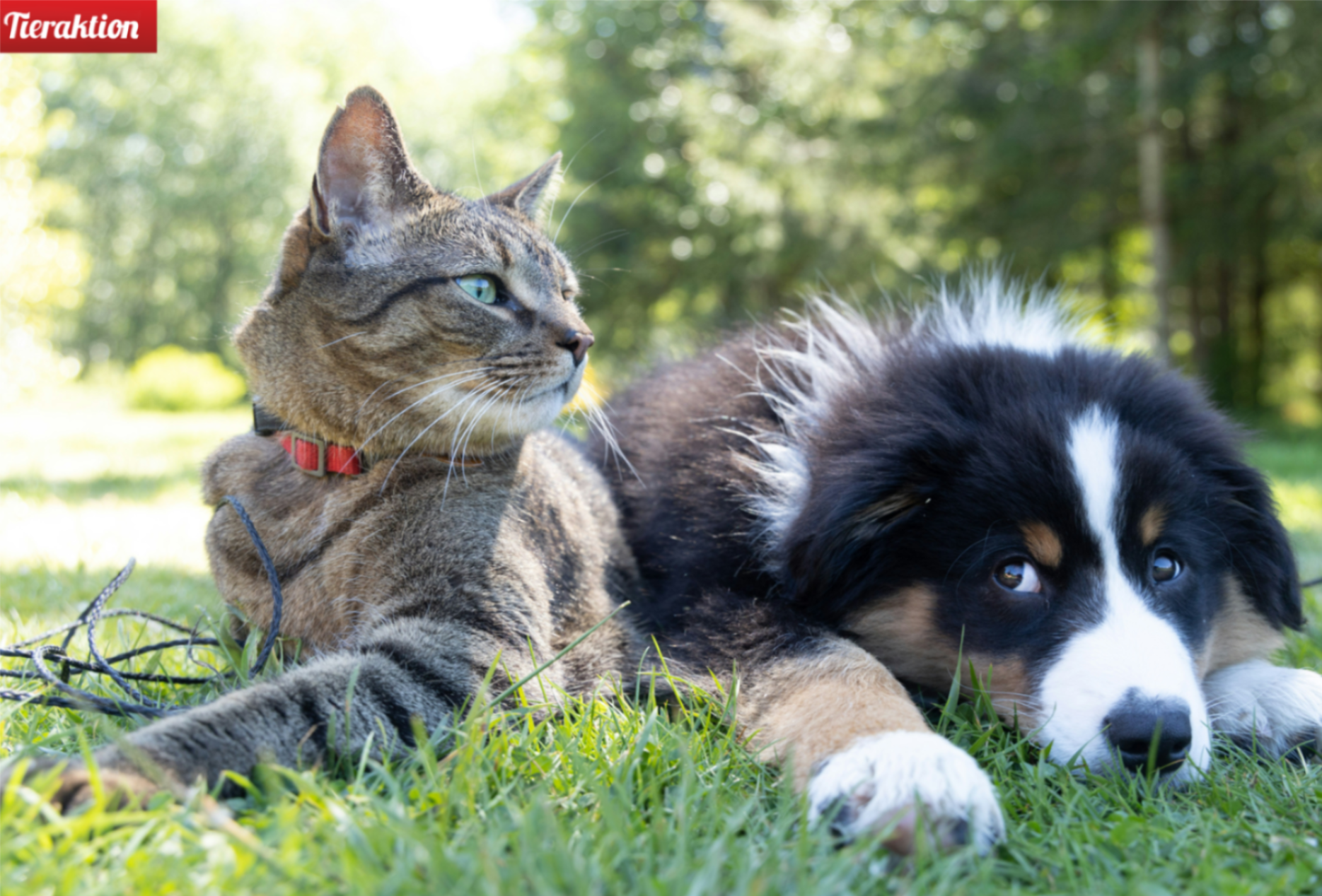 Eine Katze und ein Hund liegen im Gras